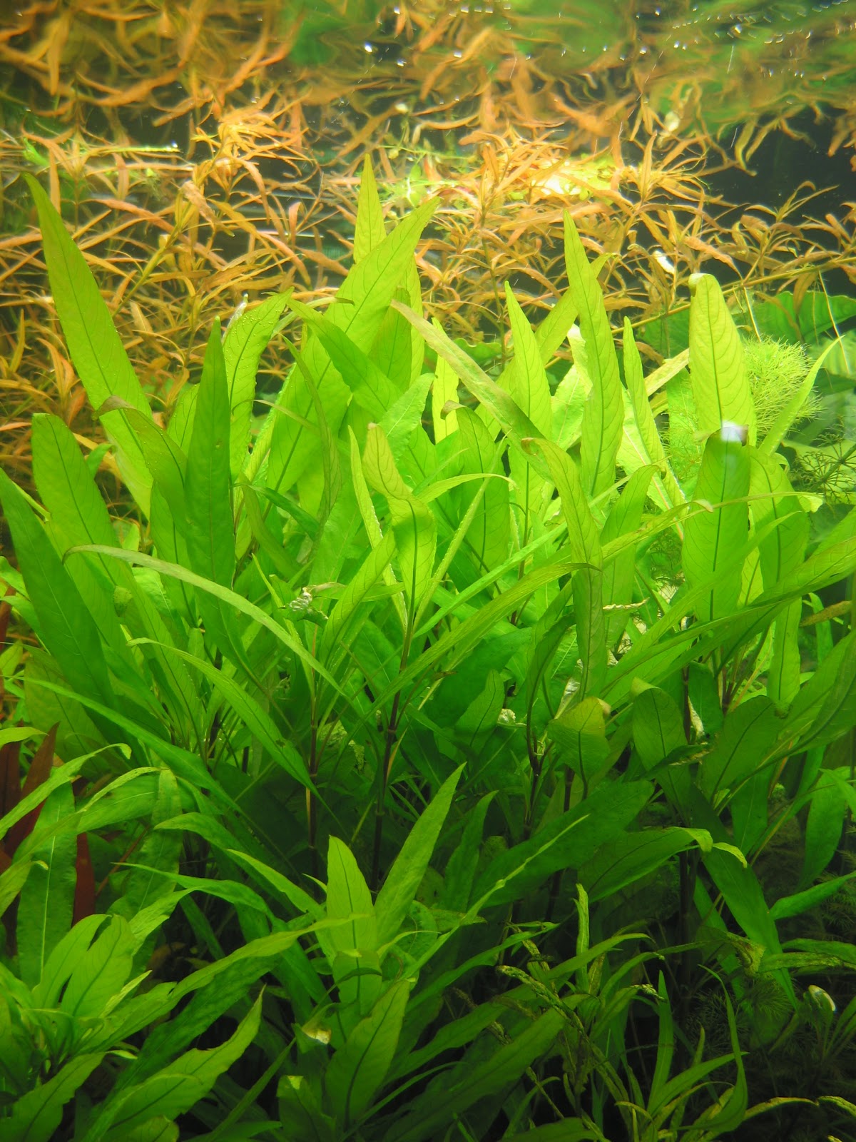 Мои растения Аквариумные растения / Aquarium plants Мои растения Аквариумные растения / Aquarium plants