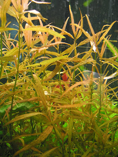 Moi Rasteniya Akvariumnye Rasteniya Aquarium Plants