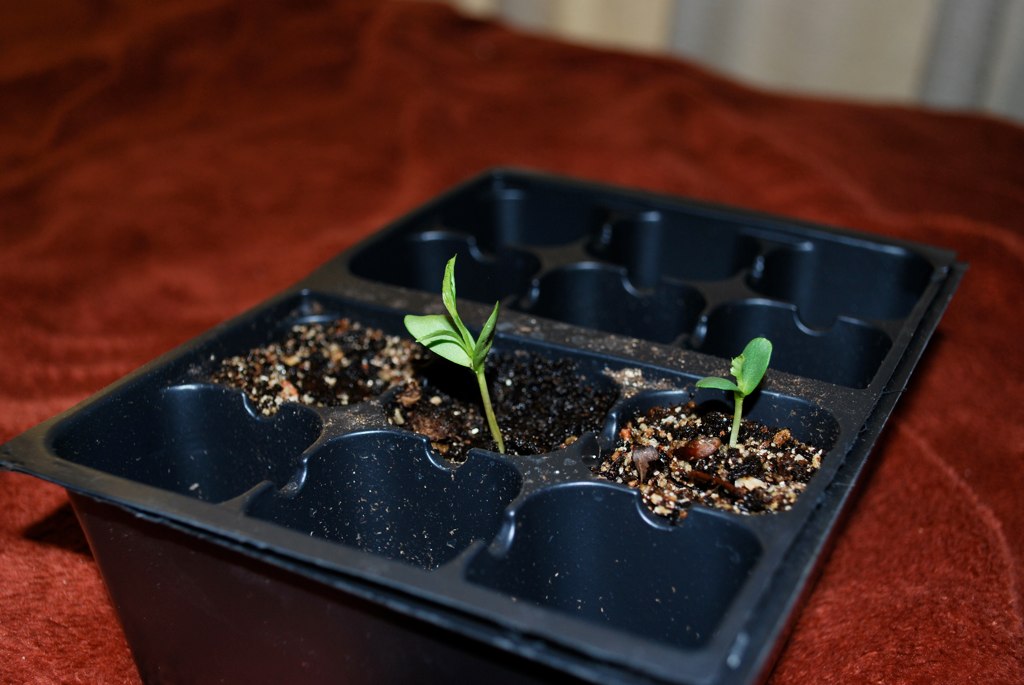 From Seed To...... Kiwis and Apples