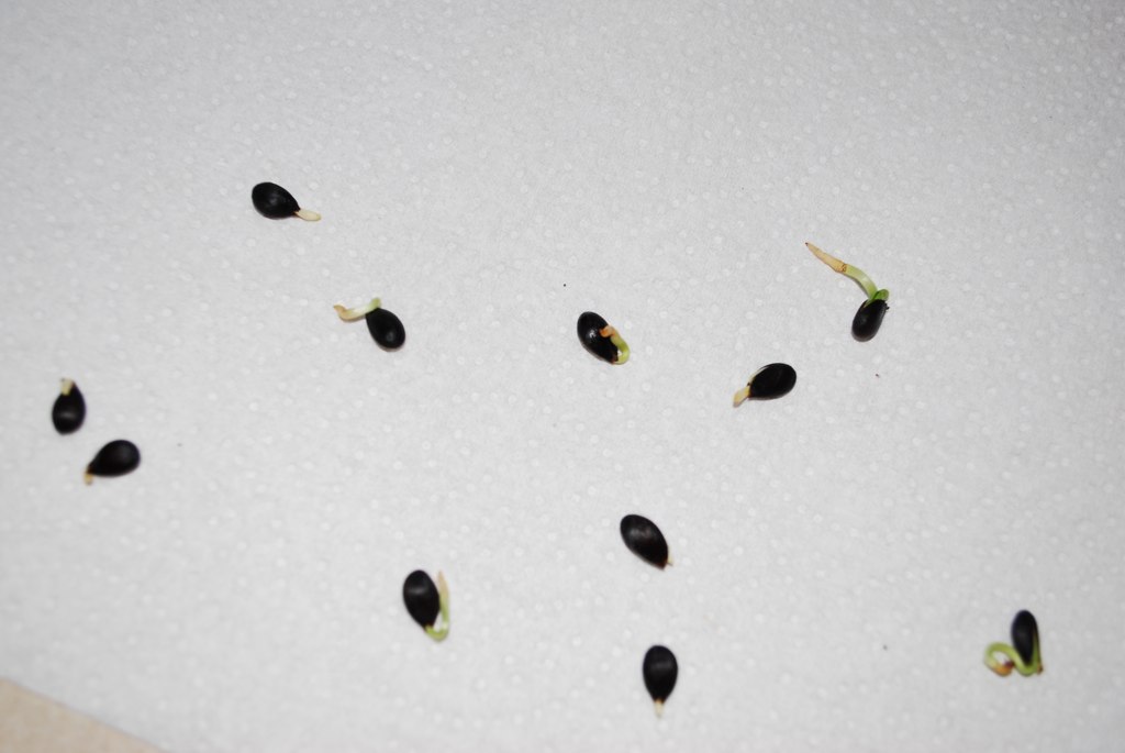 From Seed To...... Gala Apple Seeds Germinating REALLY Well