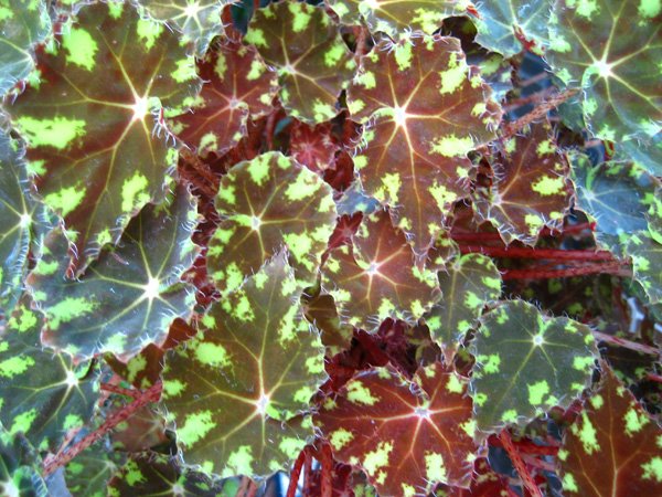 [begonia_pretty+leaves.jpg]