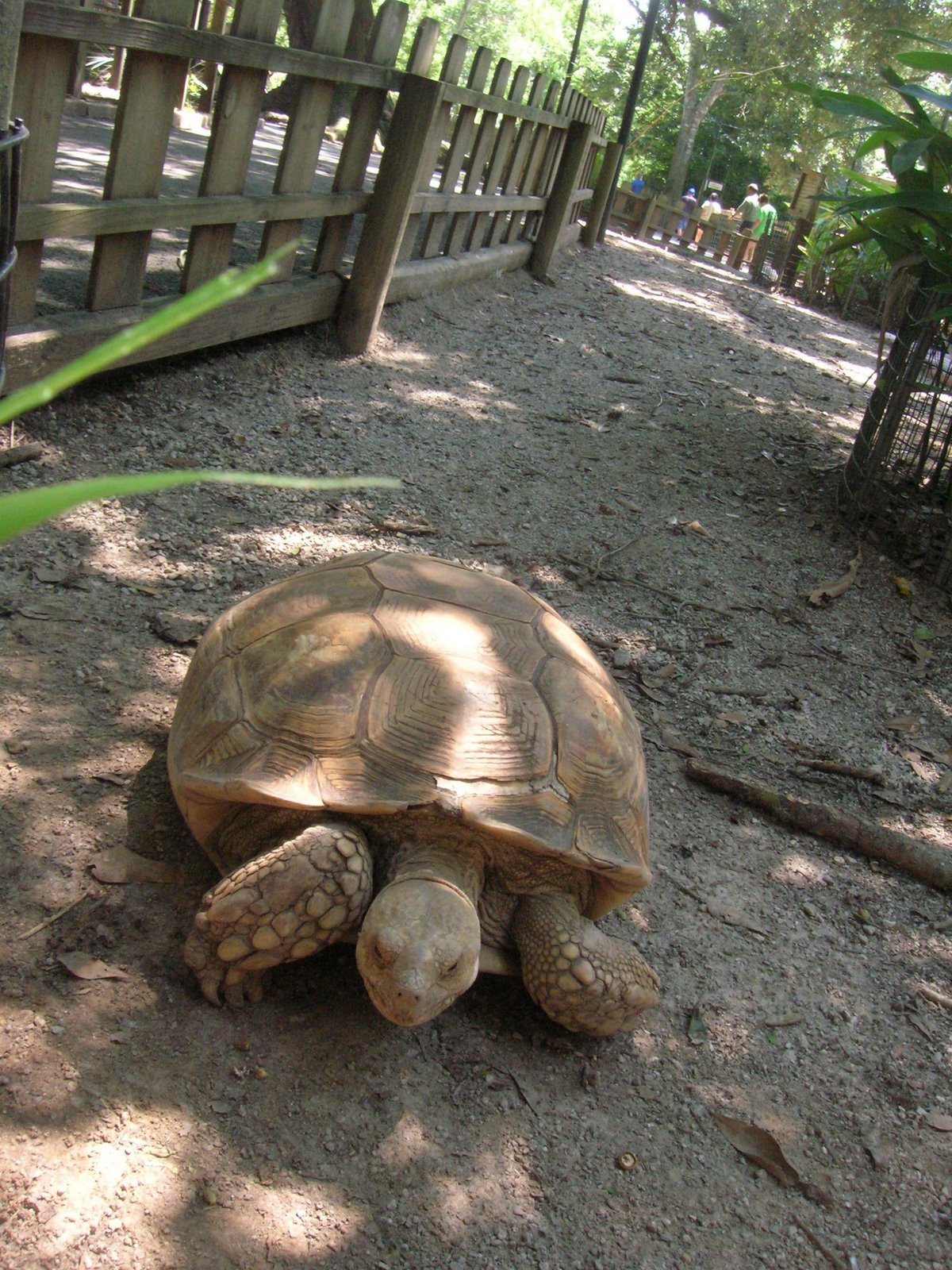 [tortoise.JPG]