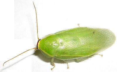 Panchlora nivea Cucaracha verde