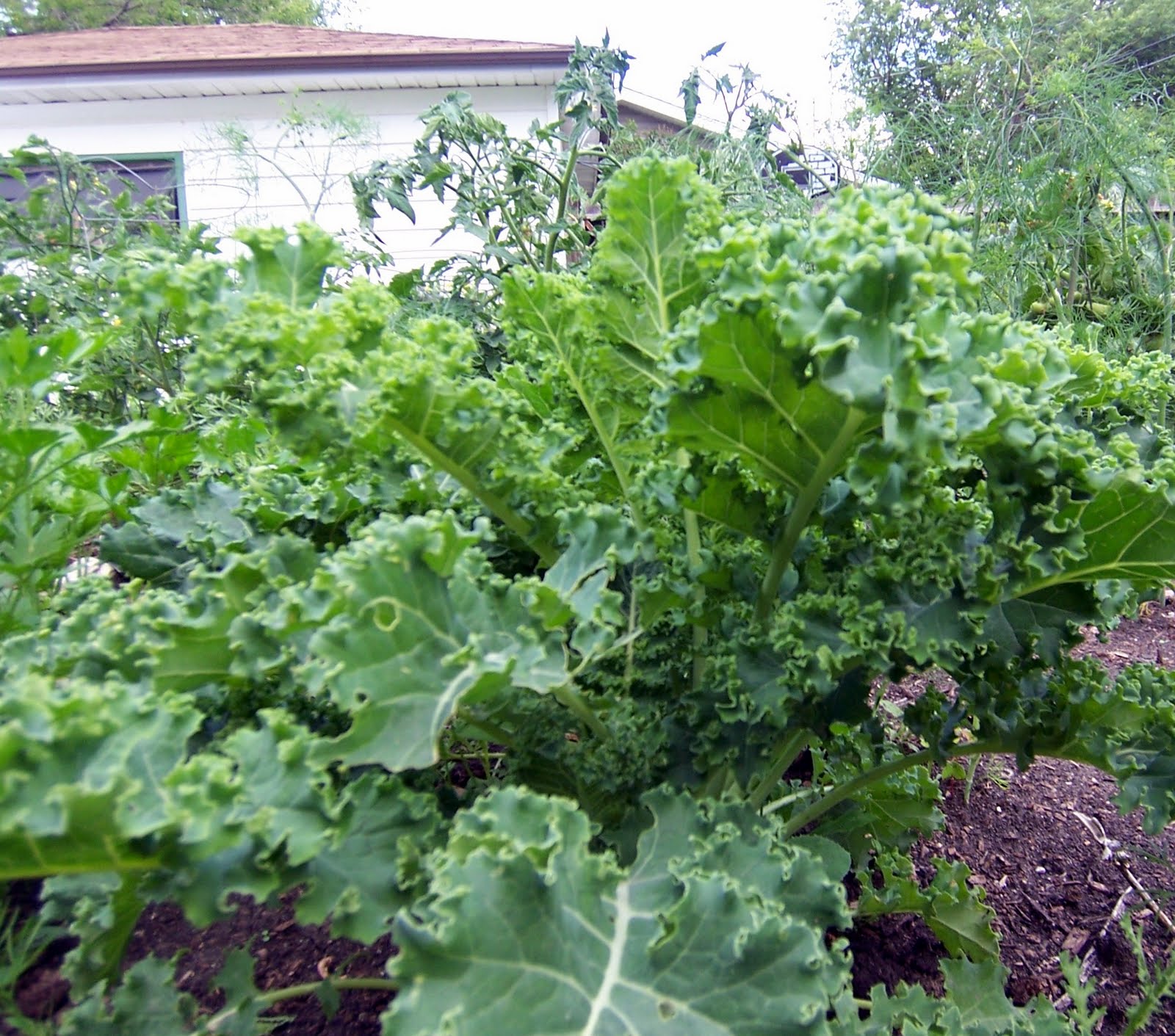 backyard-garden-consider-kale