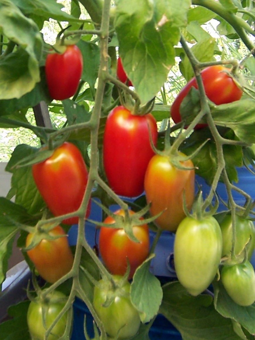Backyard Garden Pollinate Tomatoes in the Greenhouse