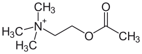 [Acetylcholin2.svg.png]
