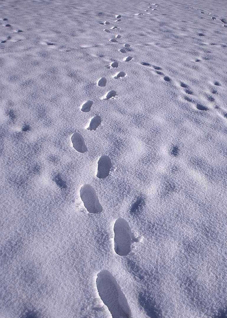 Не было видно следов. Следы на снегу. Детские следы на снегу. Следы человека на снегу. Зима следы на снегу.