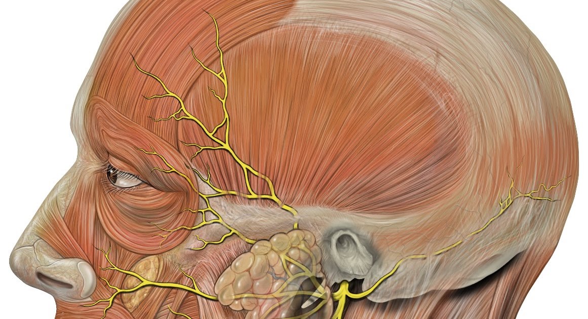 Лицевой нерв справа. Лицевой нерв. Лицевой нерв анатомия. Воспаление затылочного нерва. Троцеичныц затылочный нерв.