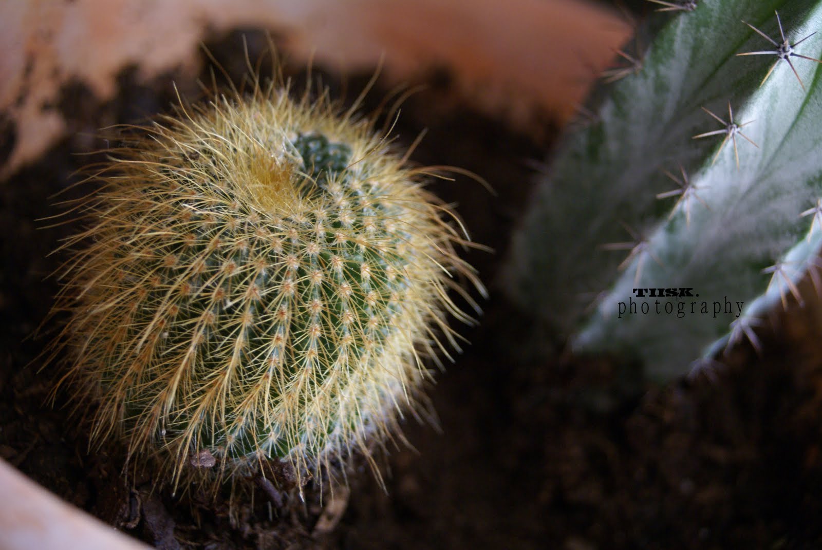 Tiisk Cactus nain & Triple caillou