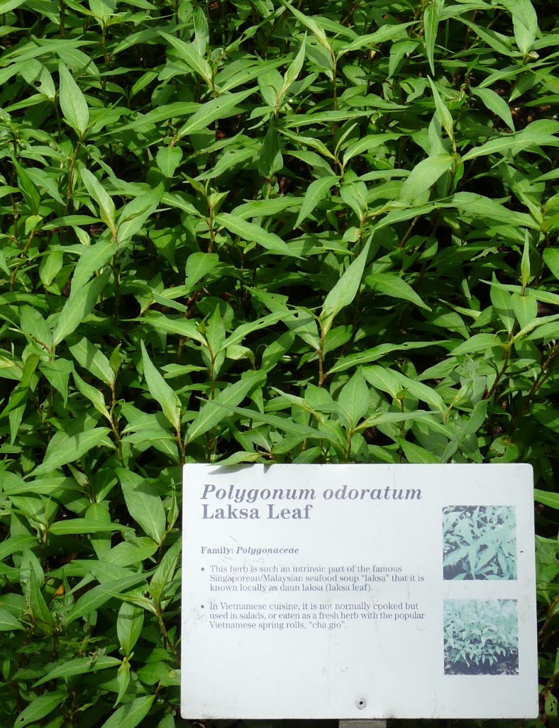 Journey to the East: Flora and Fauna from my trip