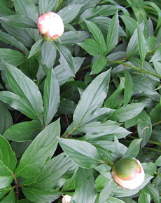 white peony plant