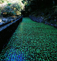 wasabi field