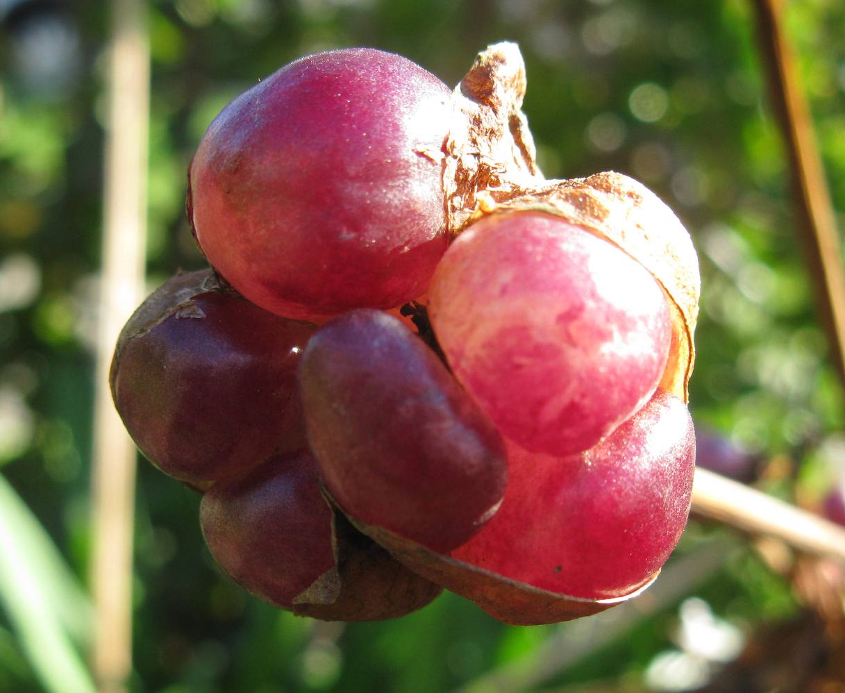 Vireya's Blog Big Seeds