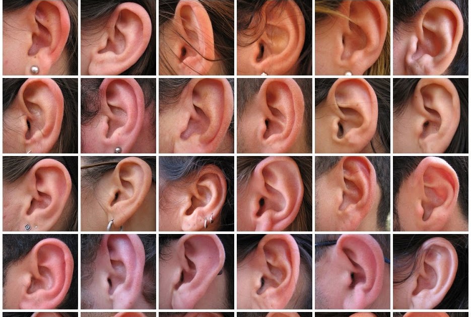 Форма ушей и характер человека с картинками изгибы раковины