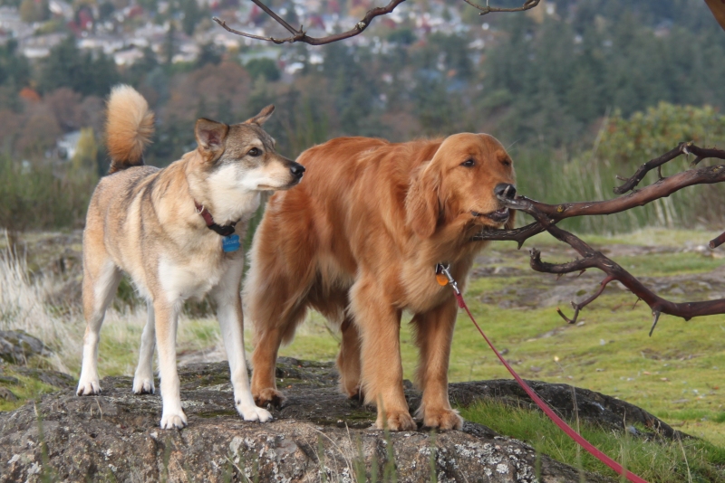The Dog Who Sometimes Fetches Dog eat tree