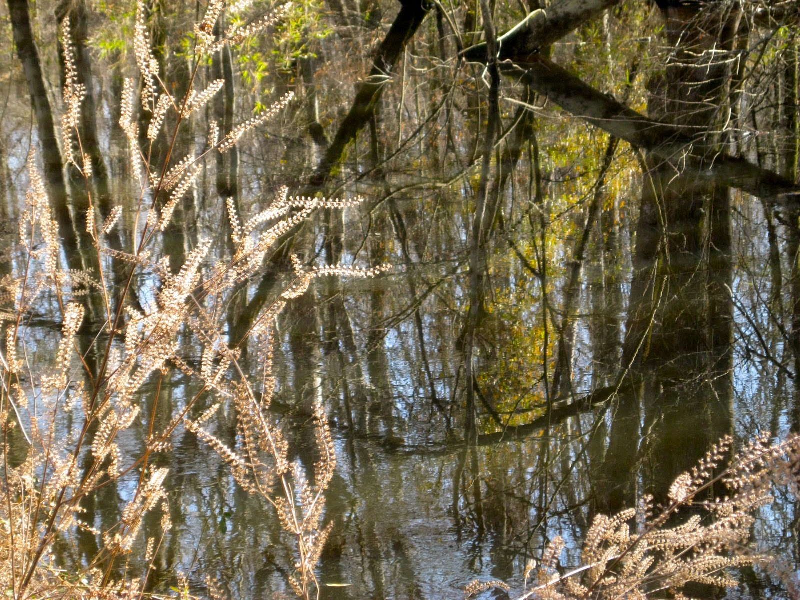 Off the Shelf Walks Along the Washington Ditch of the Great Dismal Swamp