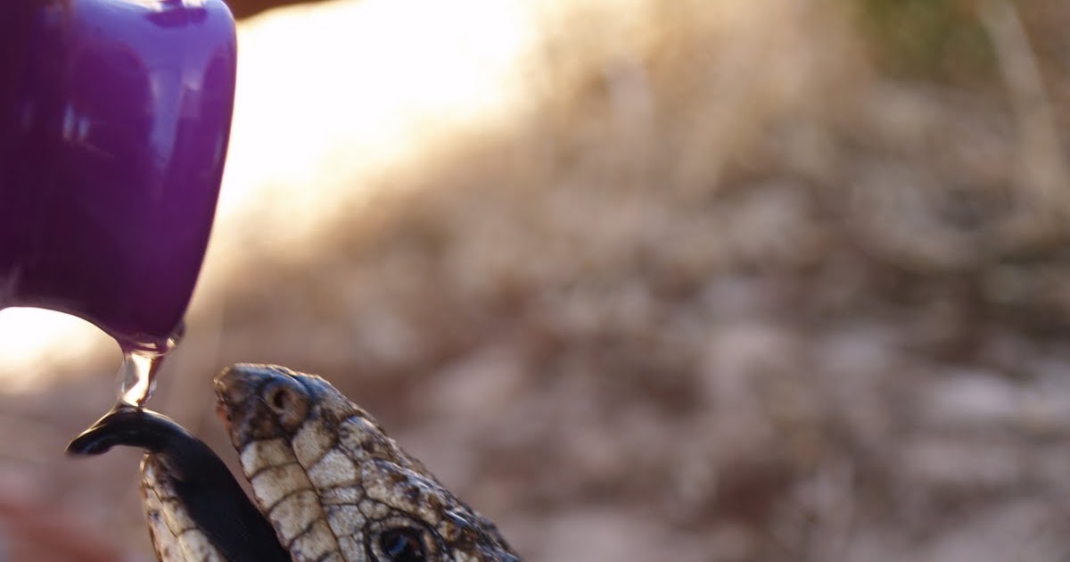 Thirsty Shingleback lizard drinks from reusable bottle Empowerment Zone