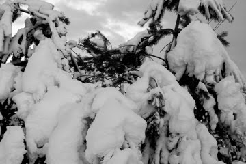 [IMG_7594.jpg]