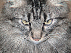 New Cat