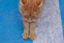 Jasper loves this Quilt!