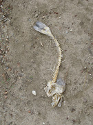 Fish skeleton washed up · Email ThisBlogThis!