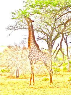 My African Safari Picnic: sex mon/donkey