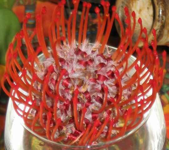 strange red spindly flower