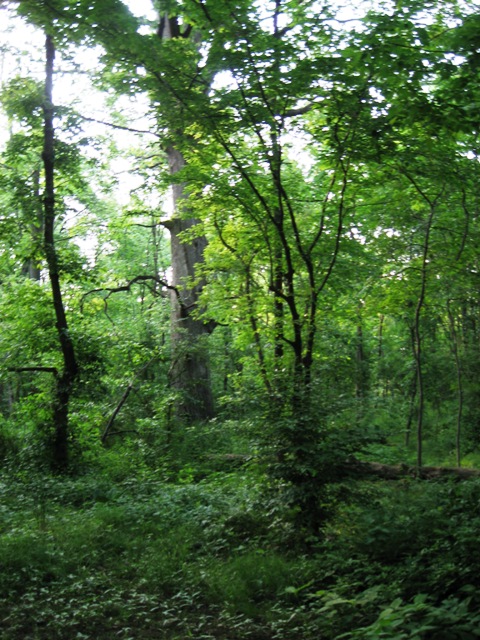 old growth woods