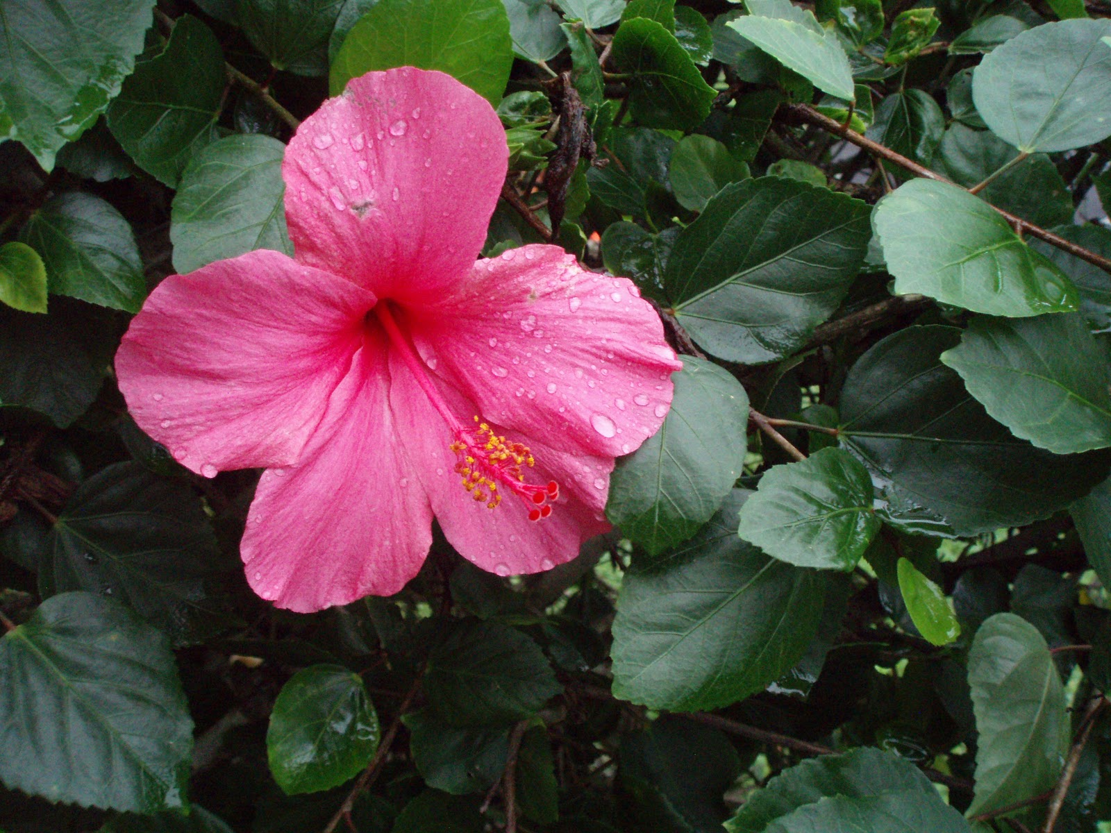 The Flower Girl Blog: Tropical Flowers