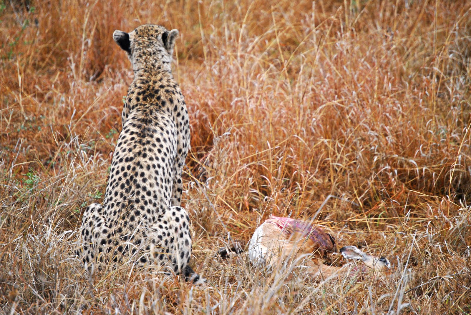 Traveling for the Sole: The Animals of Kruger National Park