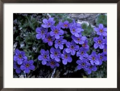 Forget Me Not