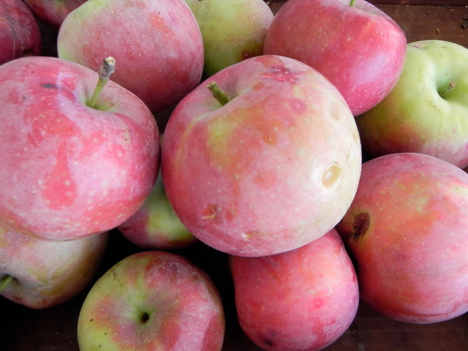  Home with Real Food Apples everywhere