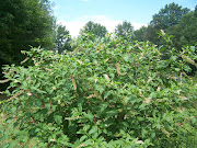 Tommy thinks I'm nuts to want to keep this monster weed around, .