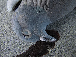 lice pigeons ectoparasites extreme bird perspectives northwestern enlargement showing