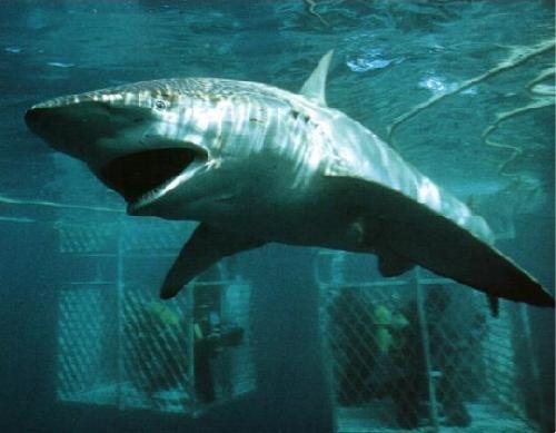 Fish Index Bronze Whaler Carcharhinus brachyurus 