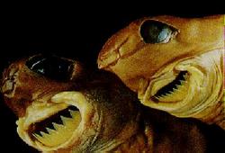 Cookiecutter Shark - Takes chunks of flesh out of its victims with ease