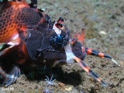 Fu Manchu Lionfish