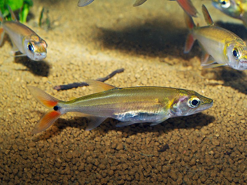 Are Oscar Fish Edible