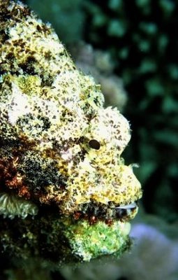 Stonefish - The Most Venomous Fish In The World