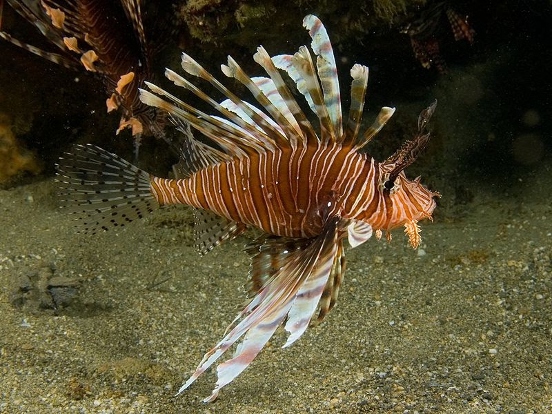 Volitan Lionfish