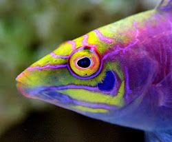 Mystery Wrasse