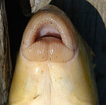 Fish Index Shorthead Redhorse Moxostoma macrolepidotum 
