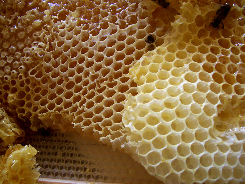 seasum honeycomb