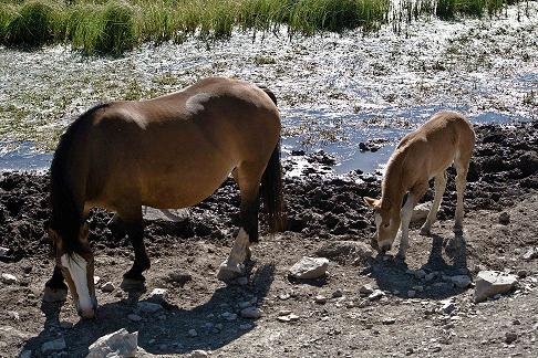 Caballos Hispano Breton Port de la Bonaigua