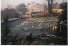 Chicken house in late autumn