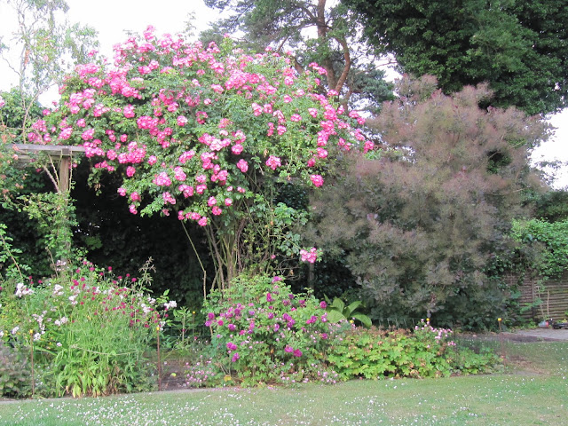Den gule havestue: Roser igen