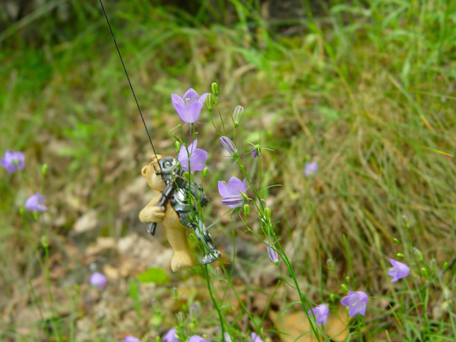 Ursus Terminator Kissankello Campanula Rotundifolia 06 Ja 09 07 2010 ursus-terminator-kissankello-campanula-rotundifolia-06-ja-09-07-2010