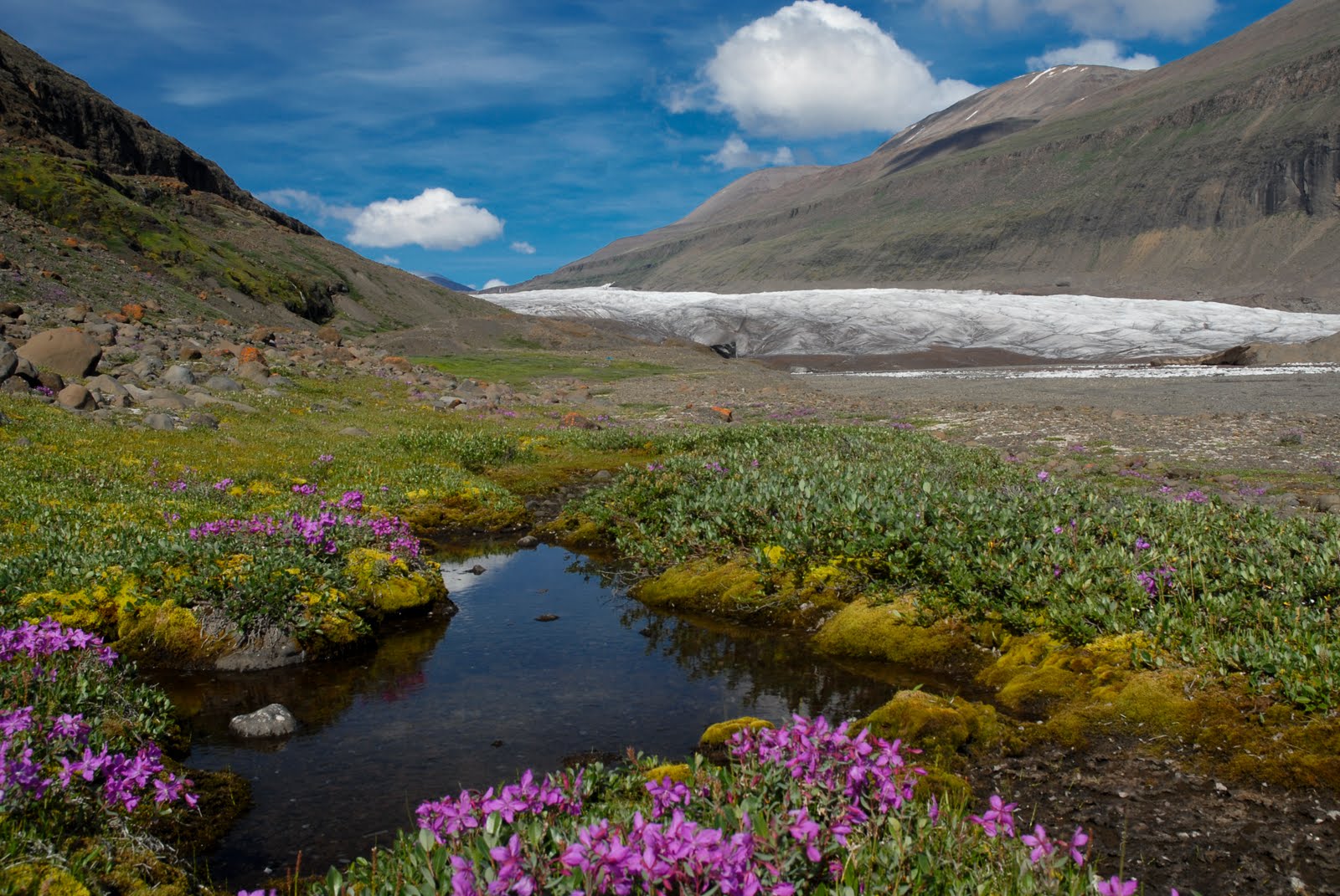 Тундра цветет весной. Тундра Гренландии.