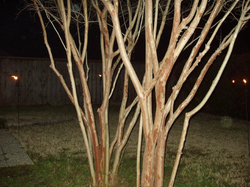 [torches+through+the+trees.jpg]
