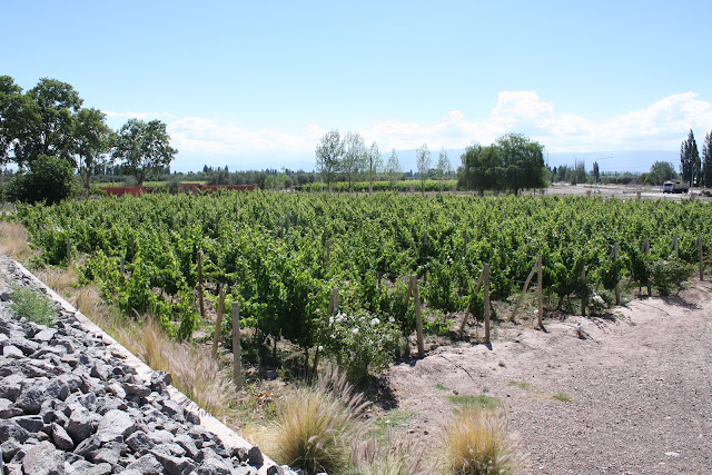 VISITAR MENDOZA, a capital vinícola da Argentina e o vinho Malbec | Argentina